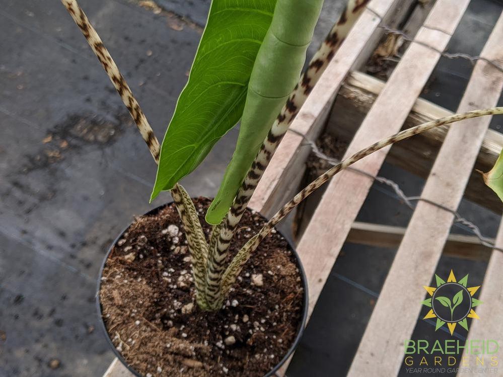 Alocasia Zebrina Tiger