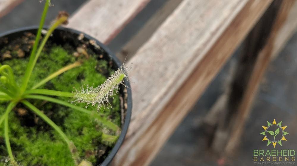Sundew - Drosera Capensis Sp.