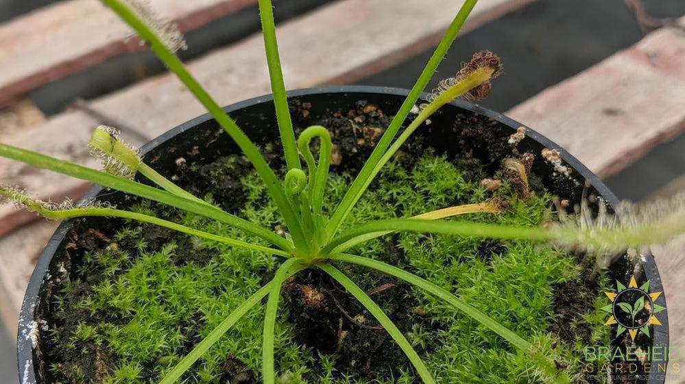 Sundew - Drosera Capensis Sp.