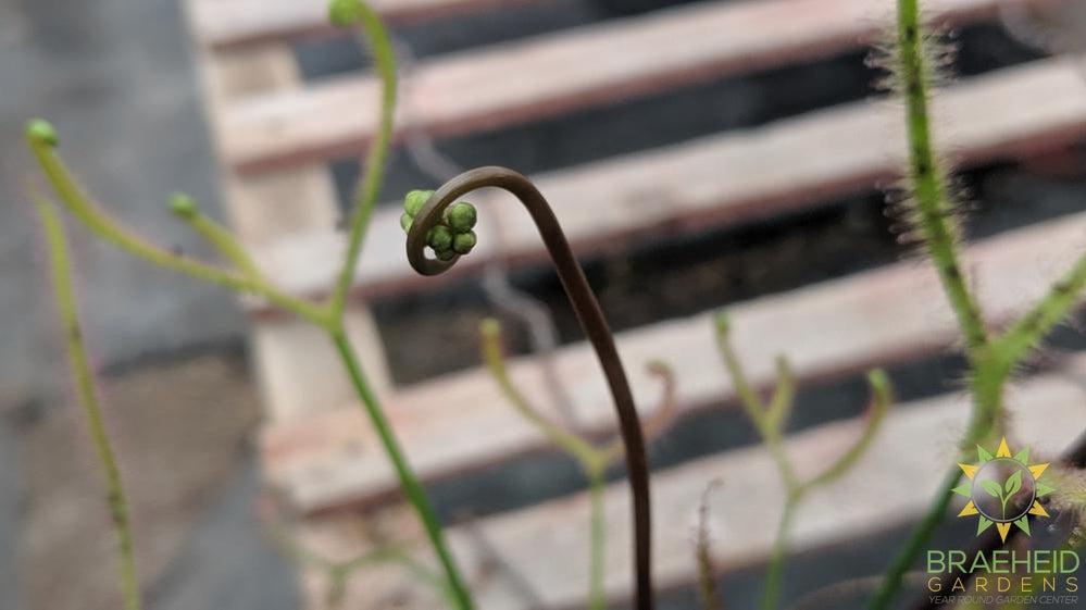 Sundew - Drosera Dichotoma Giant
