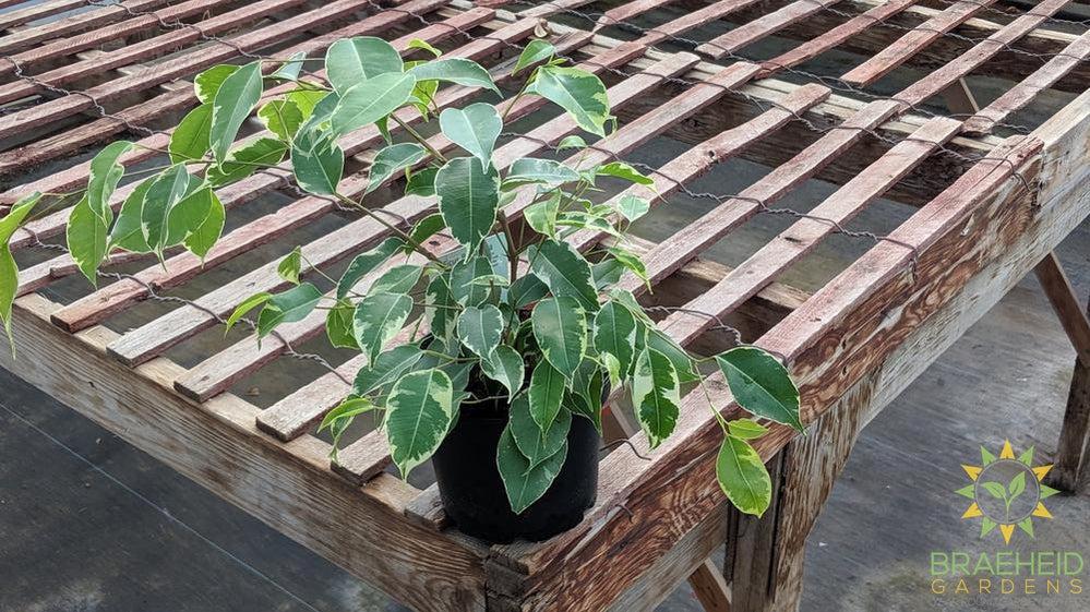 Variegated weeping Ficus Benjamina