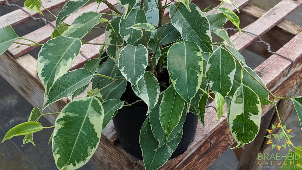 Variegated weeping Ficus Benjamina