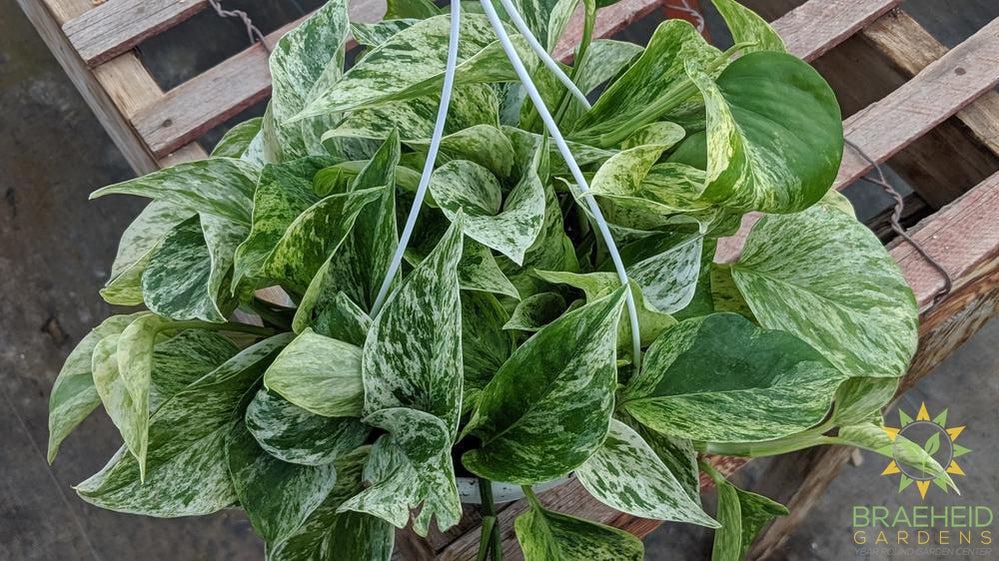Buy Marble Queen Pothos Epipremnum