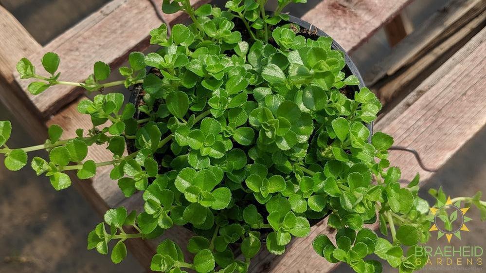 baby tears pilea leaf style and pattern online