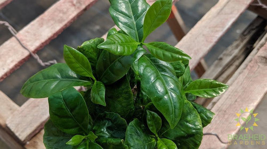 Coffee Plant