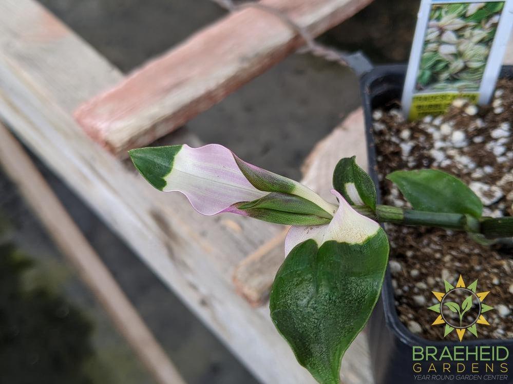 Blushing Bride Tradescantia Andersoniana