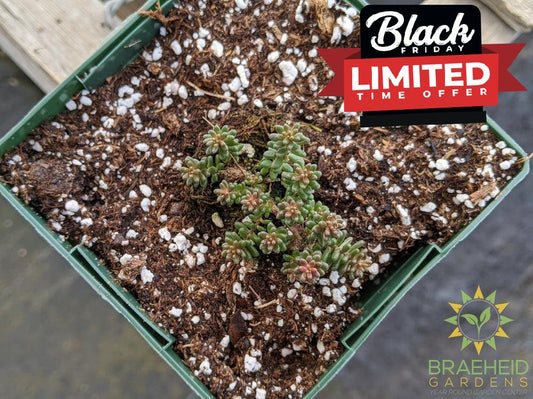 Sedum 'Coral Carpet'