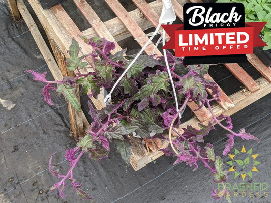 Large Purple Passion Hanging Basket - NO SHIP -