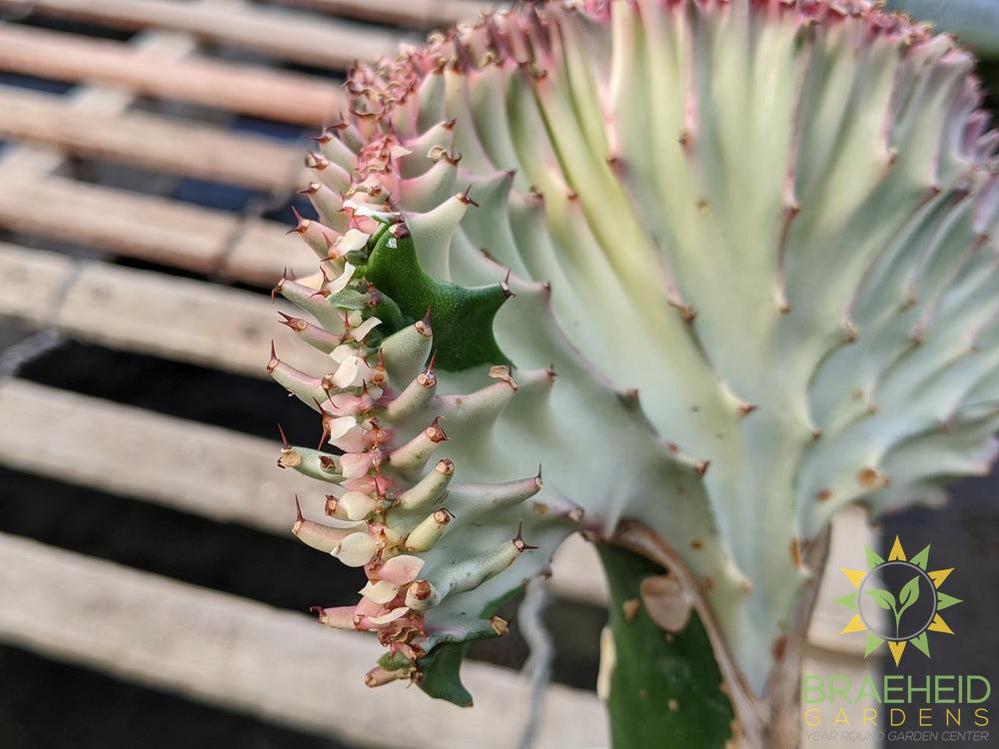 grafted cactus