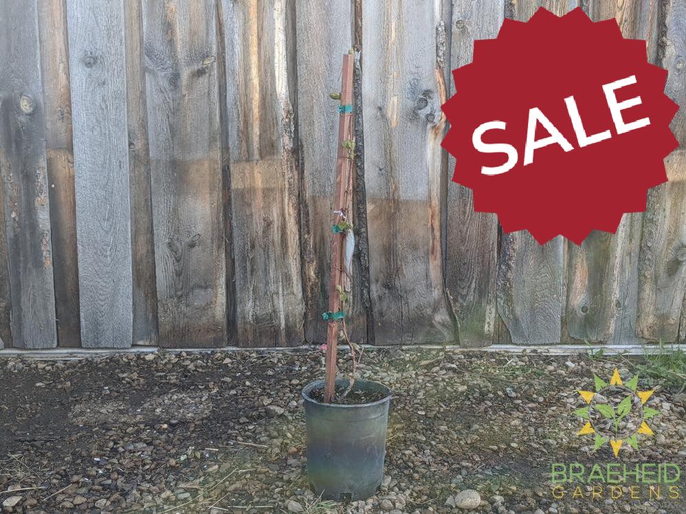 Buy Minnesota Grape an Vine in Grande Prairie Alberta - Braeheid Gardens Ltd.