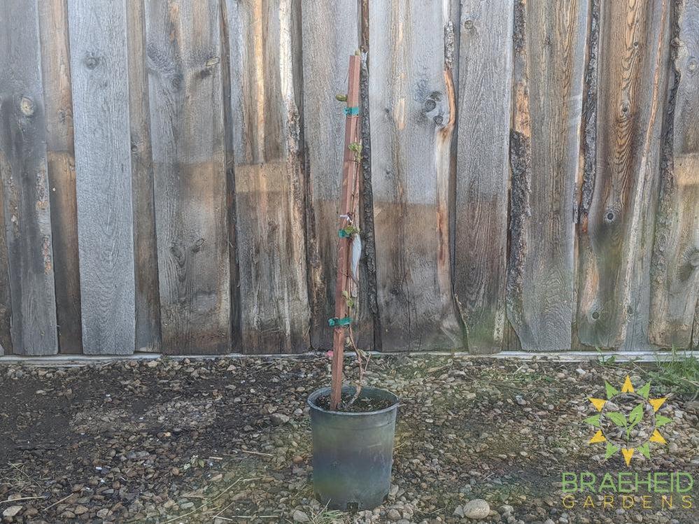 Buy Minnesota Grape an Vine in Grande Prairie Alberta - Braeheid Gardens Ltd.