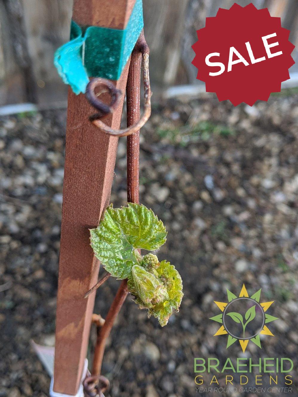Buy Minnesota Grape an Vine in Grande Prairie Alberta - Braeheid Gardens Ltd.