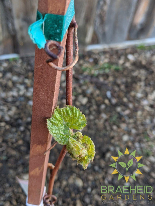 Buy Minnesota Grape an Vine in Grande Prairie Alberta - Braeheid Gardens Ltd.