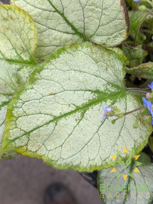 Looking Glass Brunnera