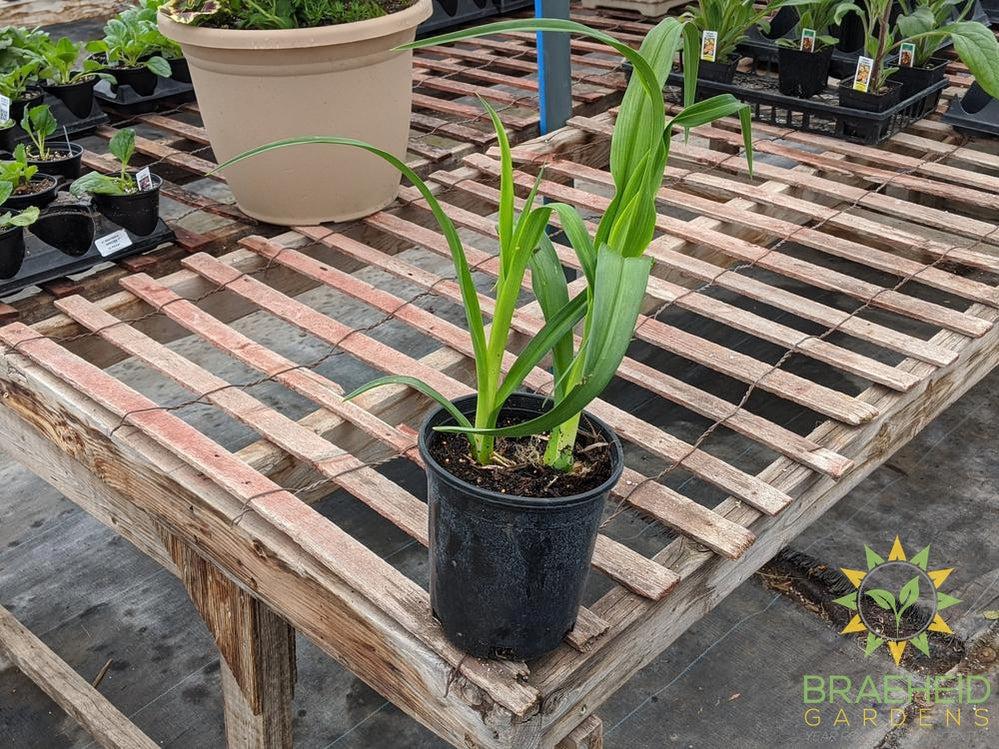 Daylily 'Bella Lugosi' - NO SHIP -