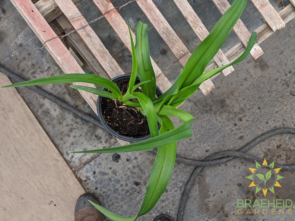 Daylily 'Bella Lugosi' - NO SHIP -