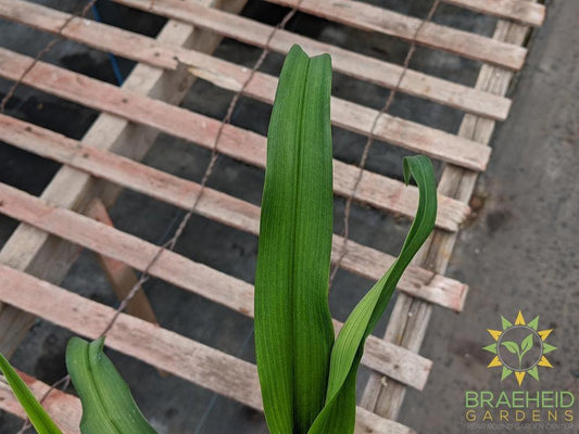 Daylily 'Bella Lugosi' - NO SHIP -