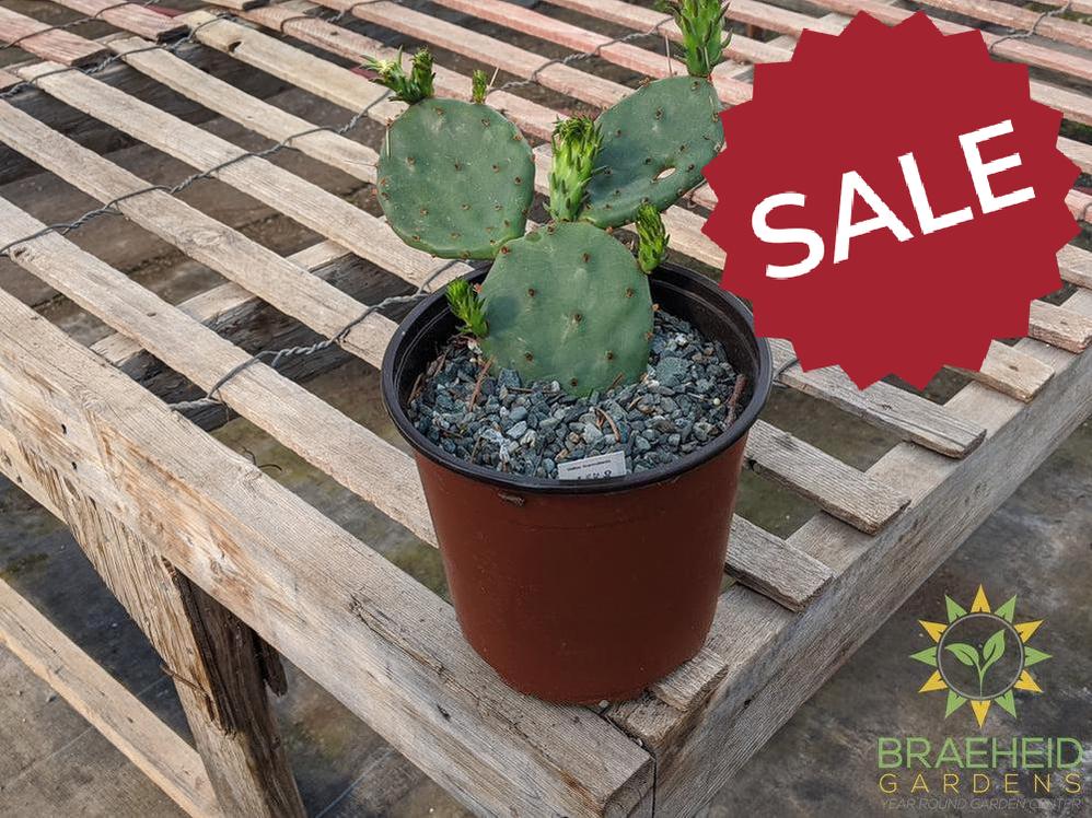 Opuntia Humifusa - Cold Hardy