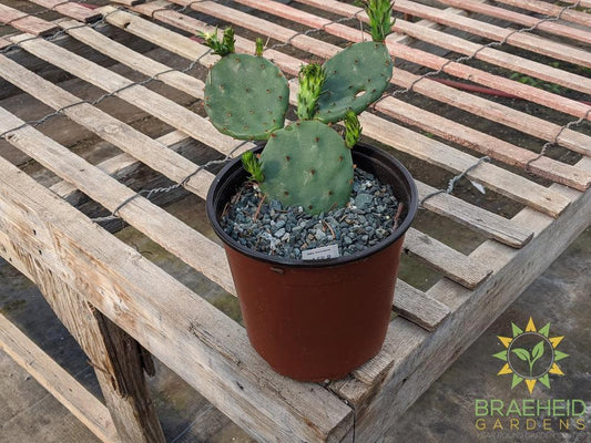 Opuntia Humifusa - Cold Hardy