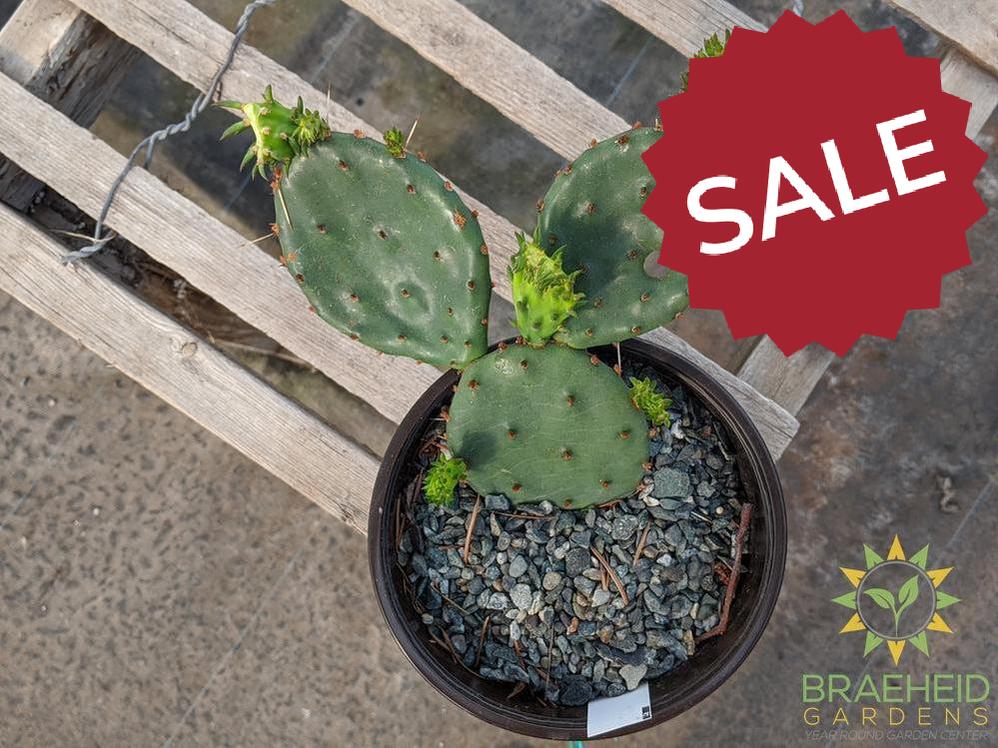 Opuntia Humifusa - Cold Hardy