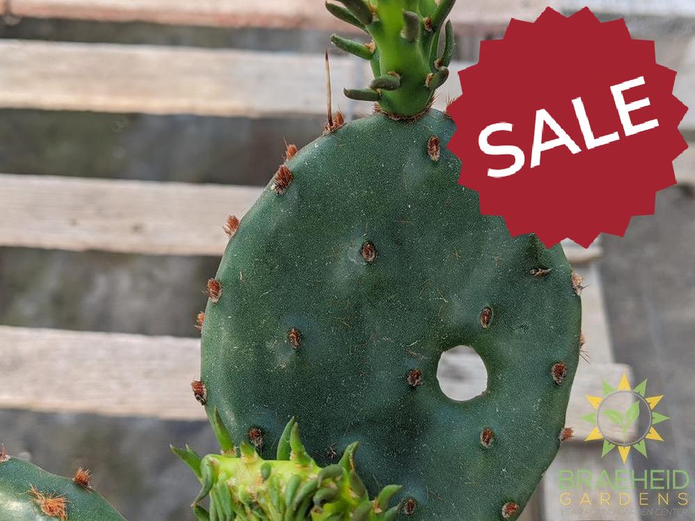 Opuntia Humifusa - Cold Hardy