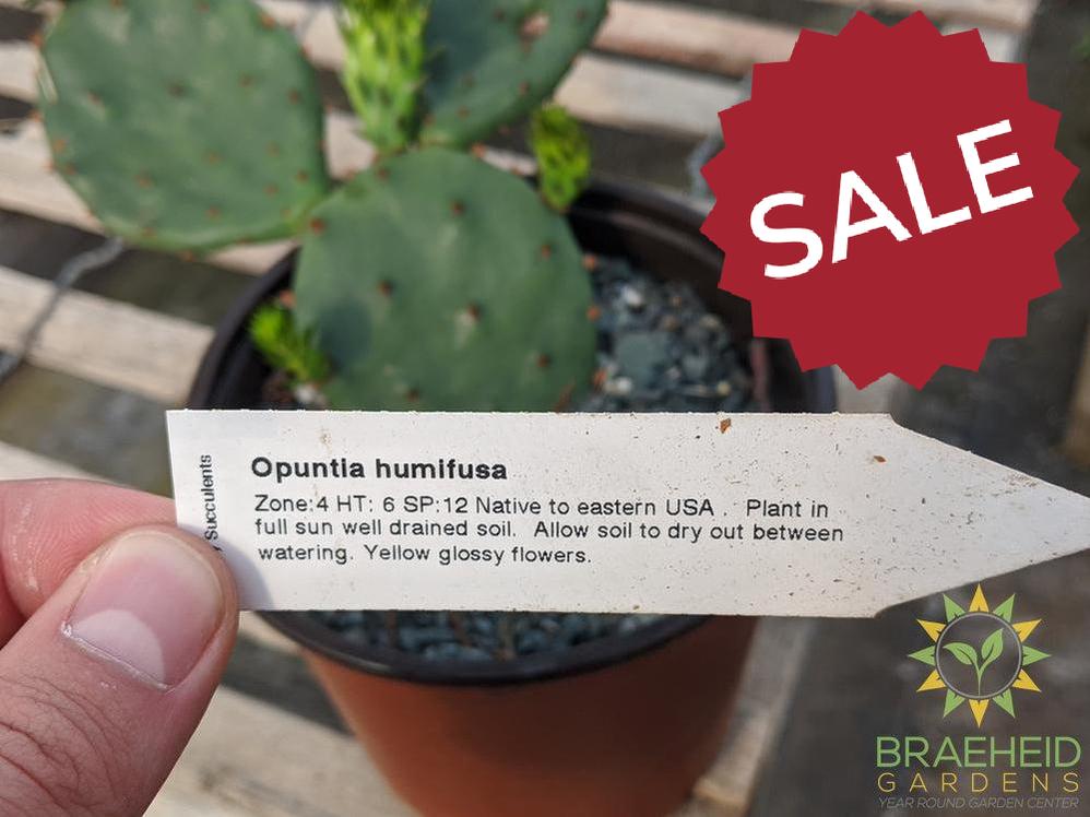 Opuntia Humifusa - Cold Hardy