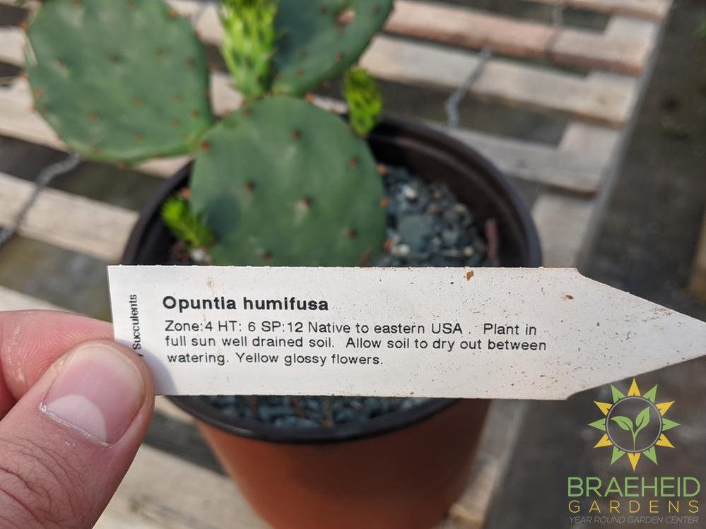 Opuntia Humifusa - Cold Hardy