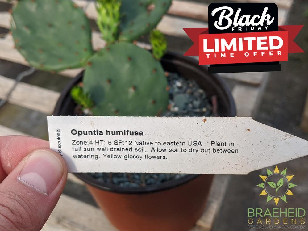 Opuntia Humifusa - Cold Hardy