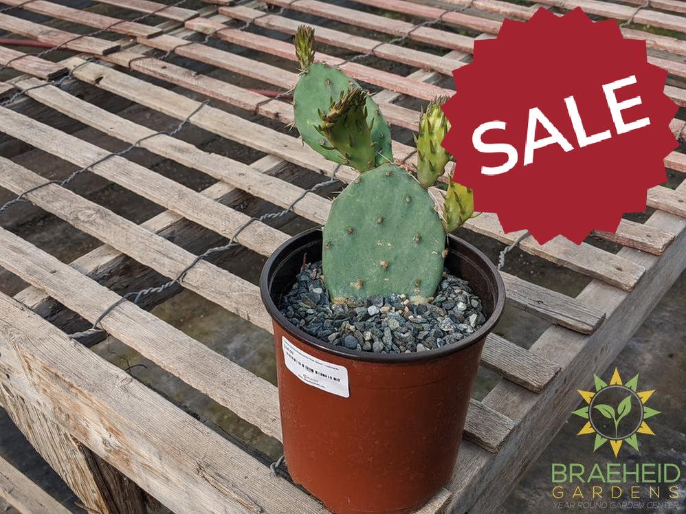 Opuntia Phaeacantha 'Pink Flower' - Cold Hardy