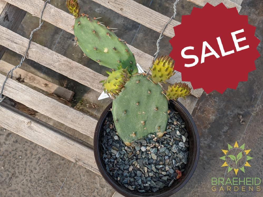 Opuntia Phaeacantha 'Pink Flower' - Cold Hardy