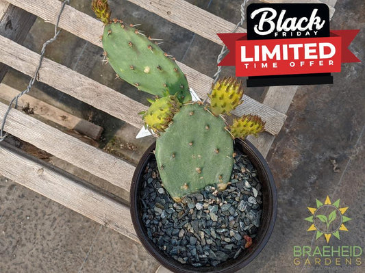 Opuntia Phaeacantha 'Pink Flower' - Cold Hardy