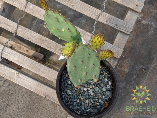 Opuntia Phaeacantha 'Pink Flower' - Cold Hardy