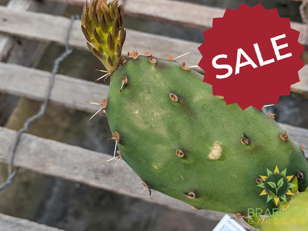 Opuntia Phaeacantha 'Pink Flower' - Cold Hardy