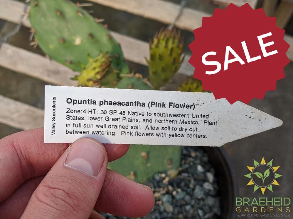 Opuntia Phaeacantha 'Pink Flower' - Cold Hardy