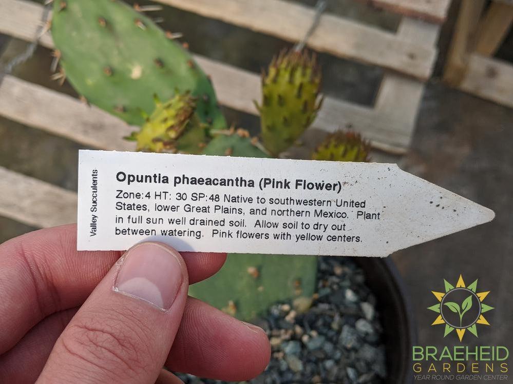 Opuntia Phaeacantha 'Pink Flower' - Cold Hardy