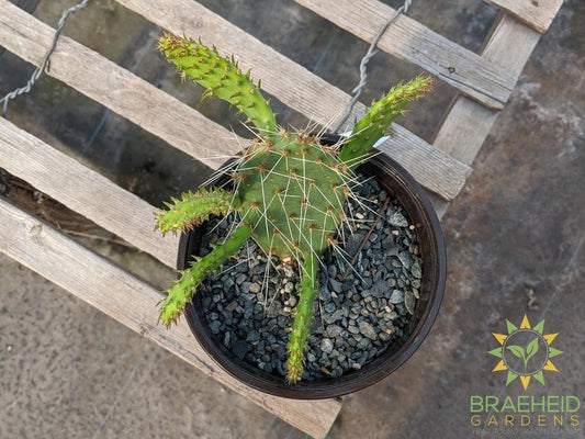 Opuntia Polycantha 'Orange glory' - Cold Hardy