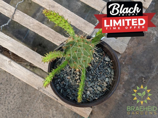 Opuntia Polycantha 'Orange glory' - Cold Hardy