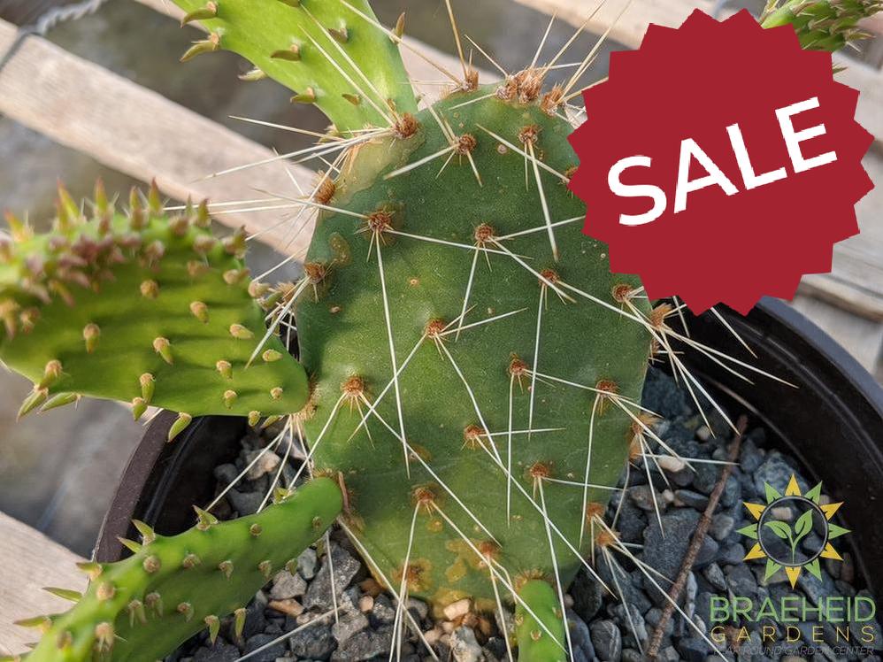 Opuntia Polycantha 'Orange glory' - Cold Hardy