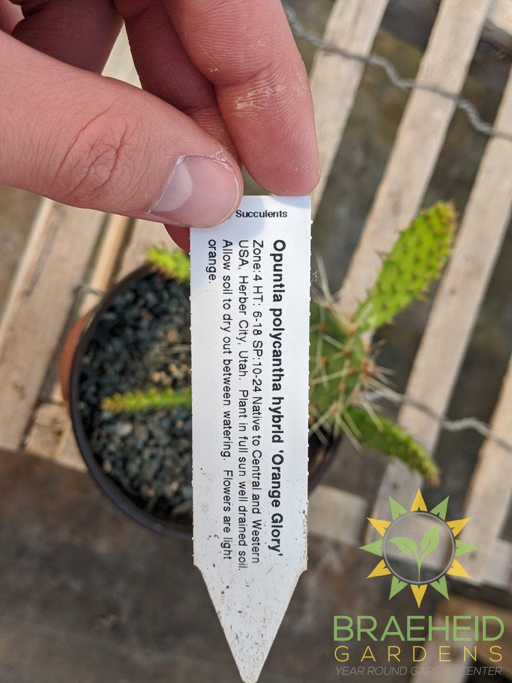 Opuntia Polycantha 'Orange glory' - Cold Hardy