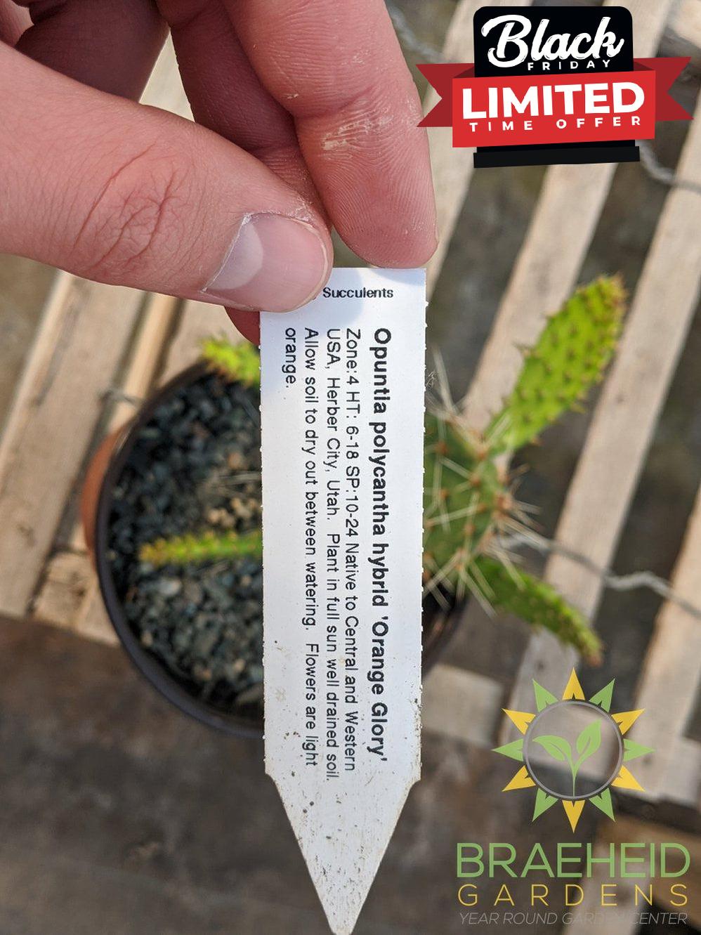 Opuntia Polycantha 'Orange glory' - Cold Hardy