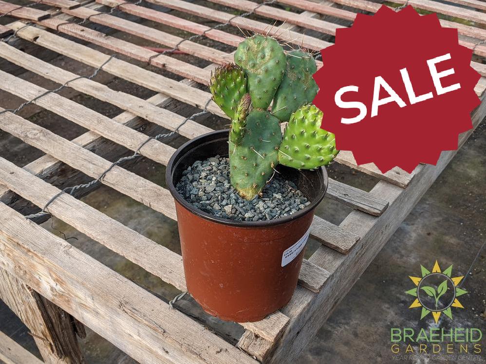 Opuntia Polycantha 'Cream to white' - Cold Hardy