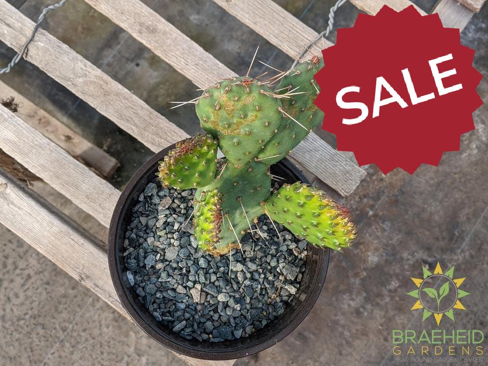 Opuntia Polycantha 'Cream to white' - Cold Hardy