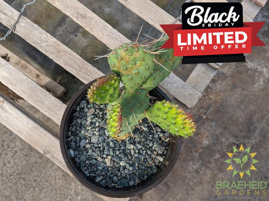 Opuntia Polycantha 'Cream to white' - Cold Hardy