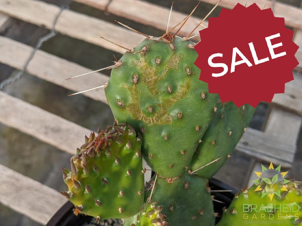 Opuntia Polycantha 'Cream to white' - Cold Hardy