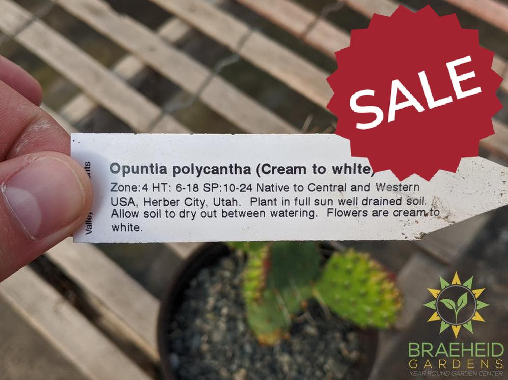 Opuntia Polycantha 'Cream to white' - Cold Hardy