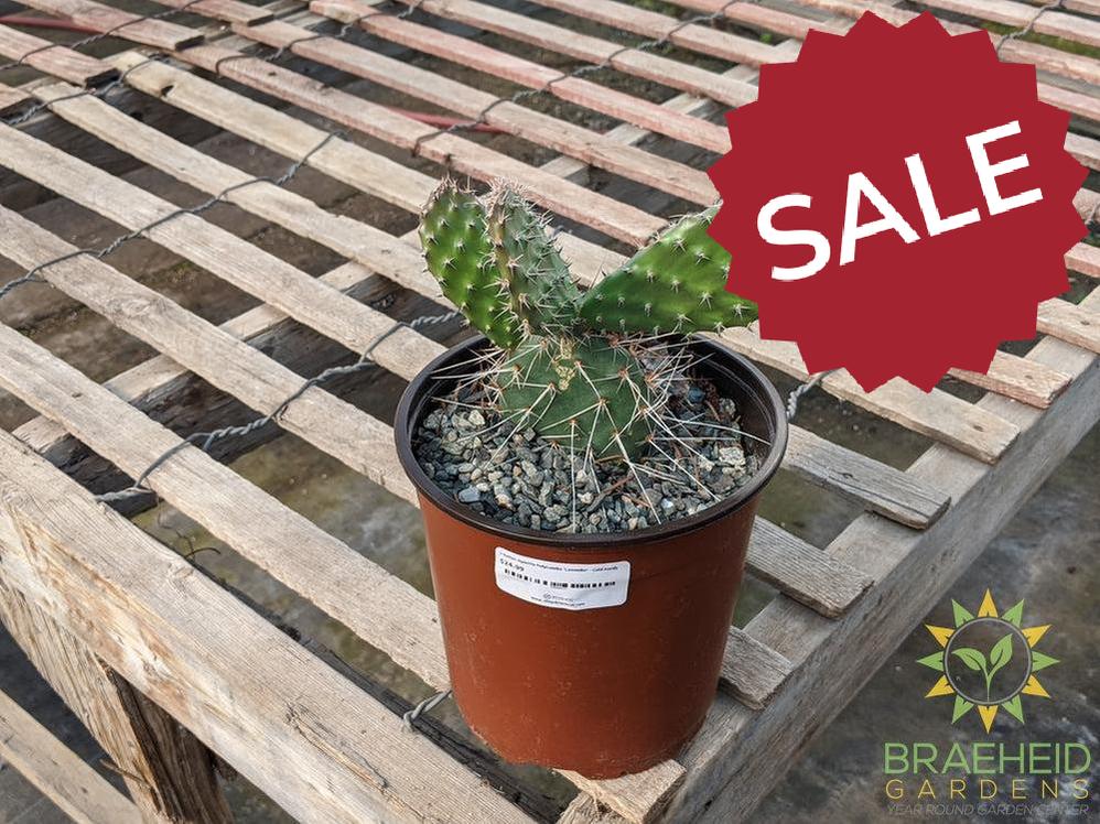Opuntia Polycantha 'Lavender' - Cold Hardy