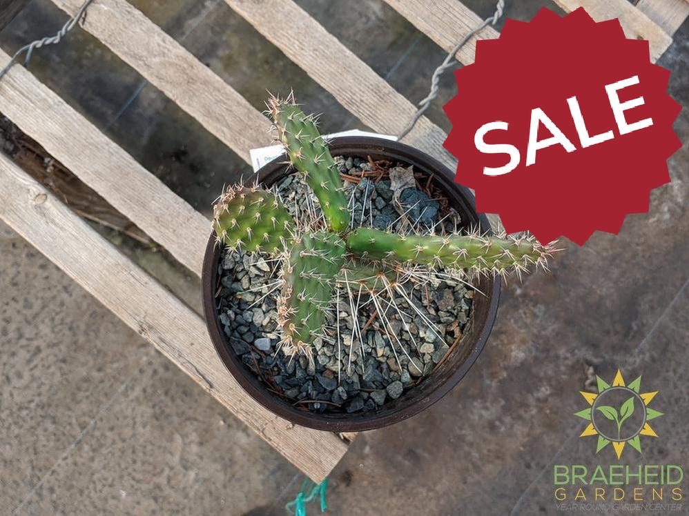 Opuntia Polycantha 'Lavender' - Cold Hardy
