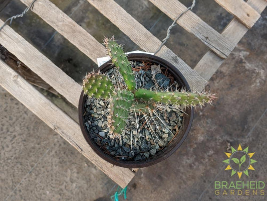 Opuntia Polycantha 'Lavender' - Cold Hardy