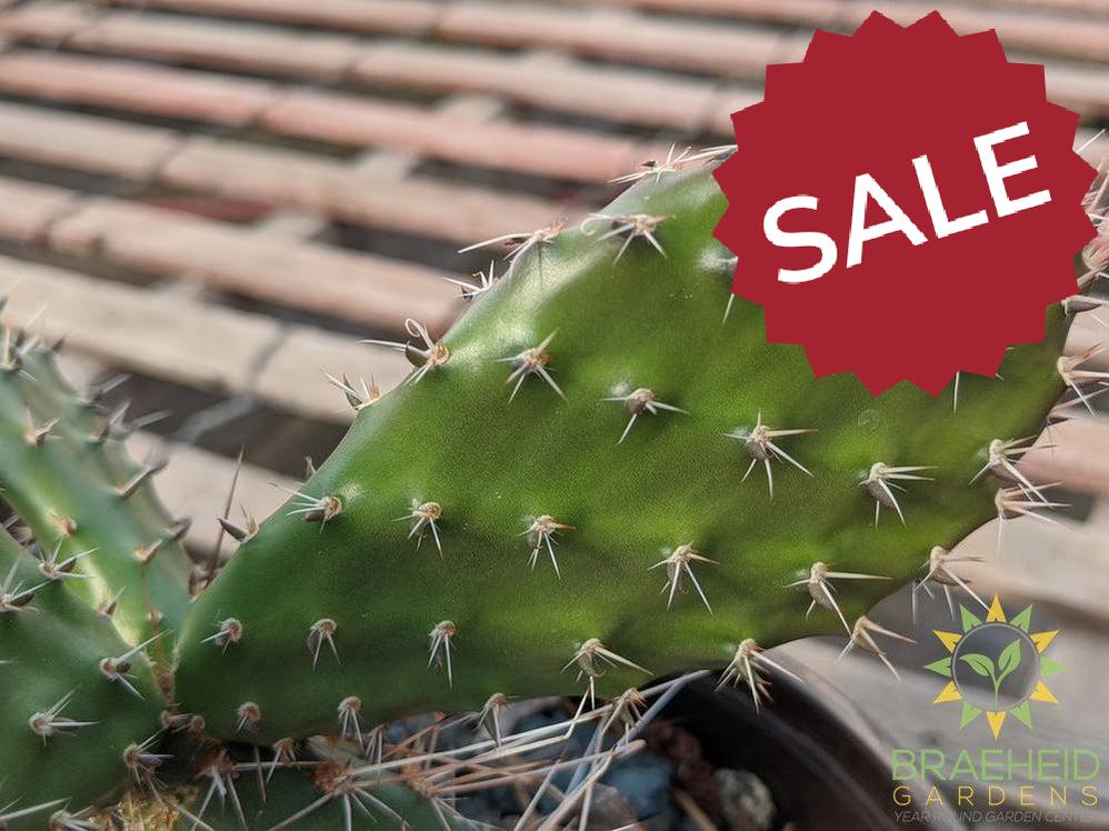 Opuntia Polycantha 'Lavender' - Cold Hardy