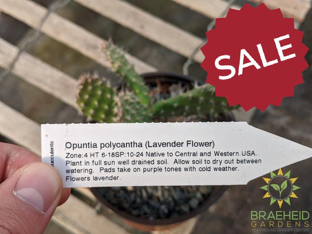 Opuntia Polycantha 'Lavender' - Cold Hardy